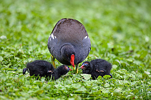 黑水鸡,父母,喂食,幼禽,巴伐利亚,德国