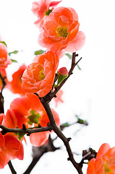 寒冷的冬天,粉红色的长寿梅花开花了