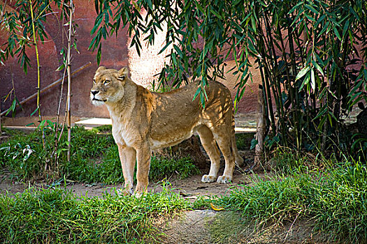 雌狮,洛杉矶,动物园,公园,加利福尼亚,美国