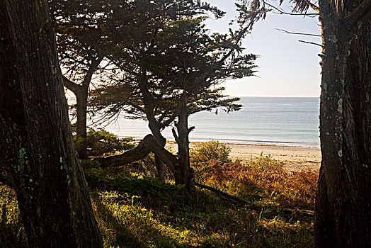 树,草,正面,海滩