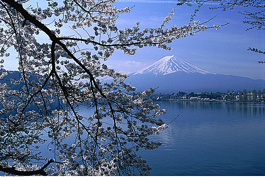 富士山,上方,湖,日本