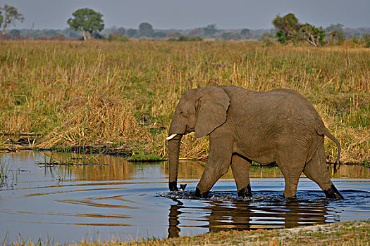 非洲象,河,国家公园,赞比西河,区域,细条,纳米比亚,非洲