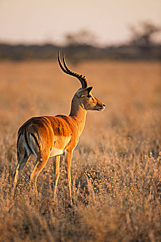 非洲,博茨瓦纳,乔贝国家公园,成年,雄性,黑斑羚,站立,朝日,萨维提,湿地,奥卡万戈三角洲