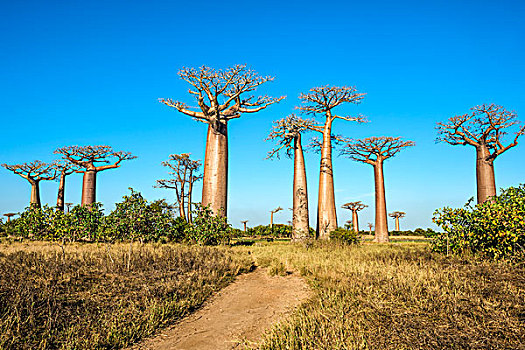 道路,猴面包树,穆龙达瓦,省,马达加斯加,非洲