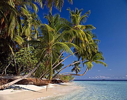 热带海岛,海滩风景,马累环礁,小,马尔代夫,印度洋