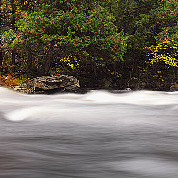 河,急流,秋天,阿尔冈金,安大略省,加拿大,北美