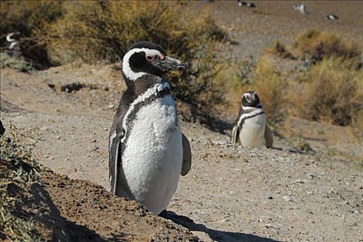 靠近,企鹅,丘布特省,巴塔哥尼亚,阿根廷