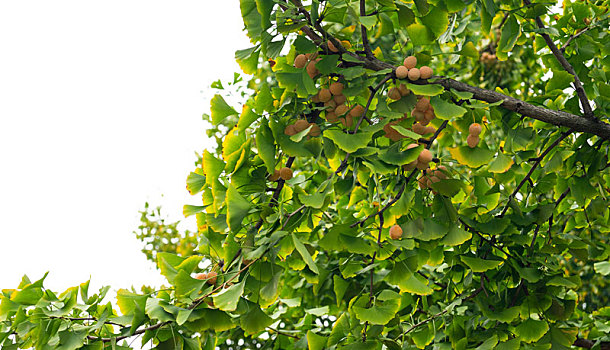 树枝,仰拍,银杏树,绿色,夏天,银杏果实,果子,结果,树叶,树杈,成熟