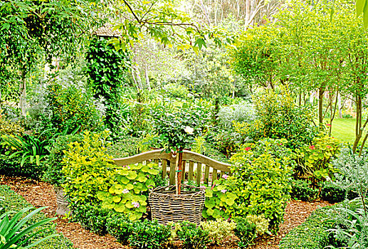 长椅,座椅,种植,天竺葵,卫茅属植物,黄杨属,粉色