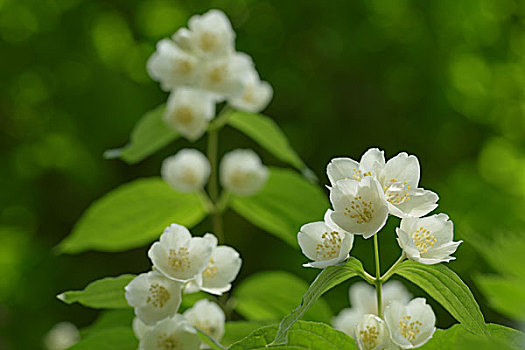 漂亮,茉莉,白花,夏天,照相