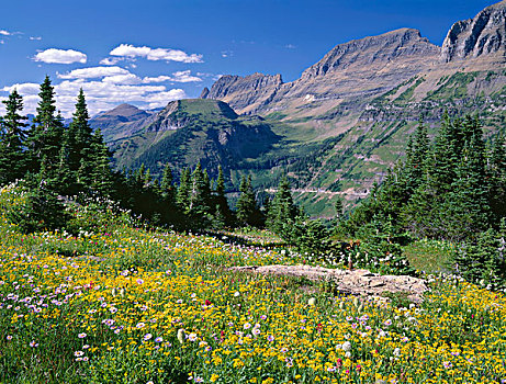 美国,蒙大拿,冰川国家公园,草地,山金车属,缬草属植物,上油漆,开花,顶峰,园墙,远景,大幅,尺寸