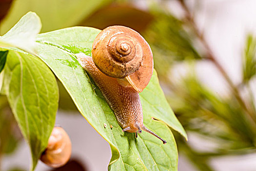 牡丹花叶上的蜗牛