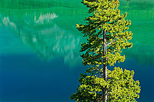 松树,山峰,反射,班芙国家公园,艾伯塔省,加拿大