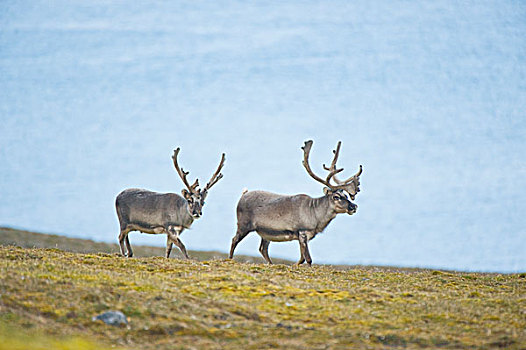 挪威,斯匹次卑尔根岛,斯瓦尔巴特群岛,驯鹿,驯鹿属,小,一对,走,苔原