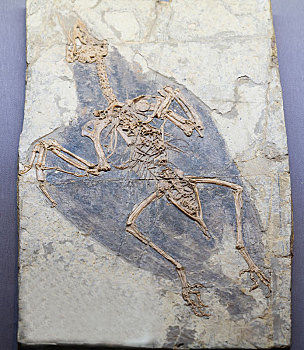 孔子鸟化石标本