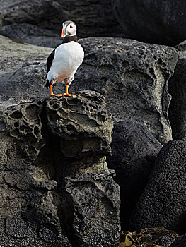 大西洋角嘴海雀,岩石上,岛屿