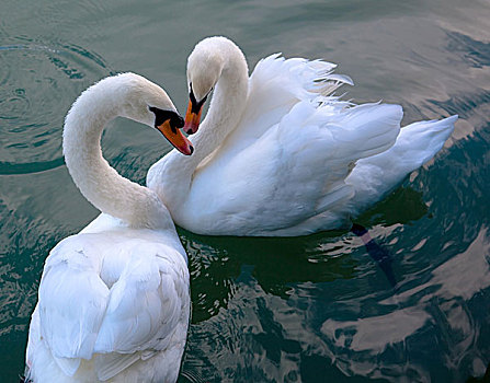 两个,白色,漂亮,天鹅,相爱,游泳,水上