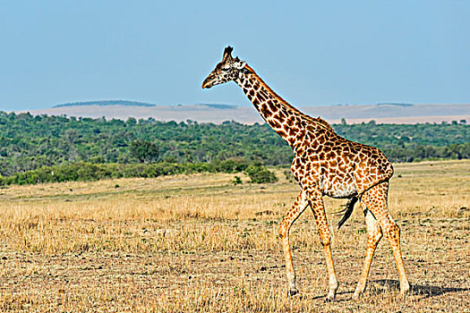 长颈鹿,马赛马拉国家保护区,肯尼亚,非洲