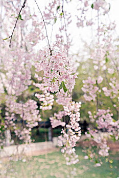 北京玉渊潭公园樱花节樱花属垂枝樱粉色春游赏花园林花卉