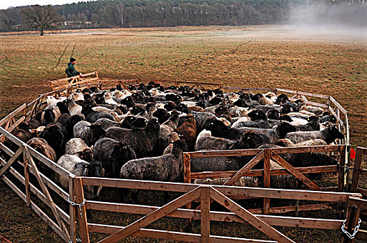 年轻,农民,绵羊,梅克伦堡前波莫瑞州,德国,欧洲