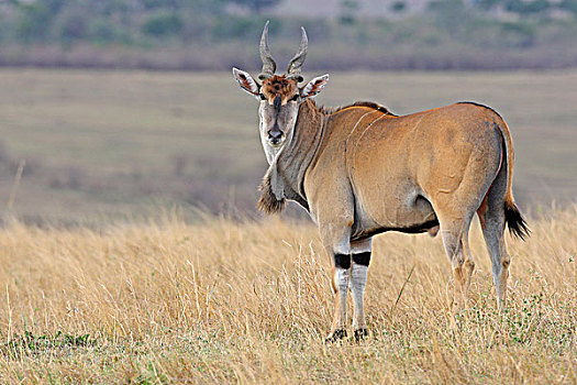大羚羊,马赛马拉,肯尼亚