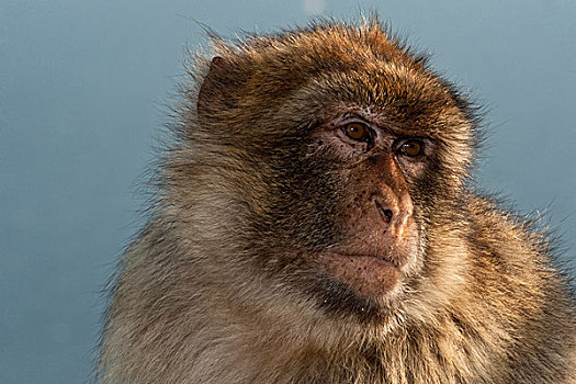 叟猴,头像,直布罗陀,英国