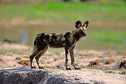 非洲野狗,非洲野犬属,成年,警惕,沙子,禁猎区,克鲁格国家公园,南非,非洲