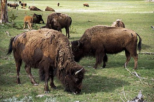 水牛,哺乳动物,黄石国家公园,怀俄明,美国,北美,动物