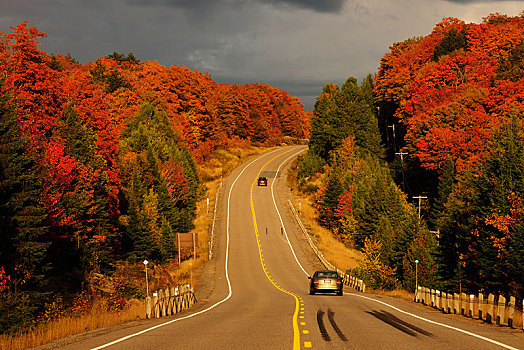 道路,彩色,秋天,加拿大,树林,阿尔冈金省立公园,安大略省,省,北美