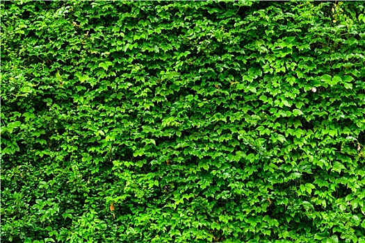 绿色植物,墙壁