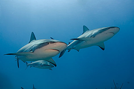 加勒比礁鲨,加勒比真鲨,国家公园