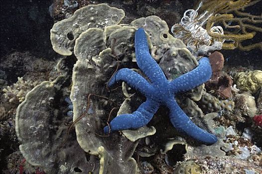 普通,浅,礁石,海星,大堡礁,澳大利亚