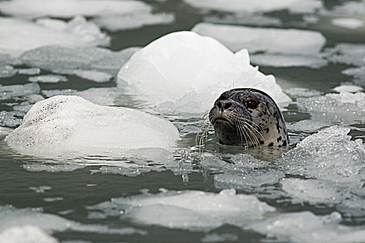 斑海豹,常见海豹,惊讶,冰河,威廉王子湾,阿拉斯加
