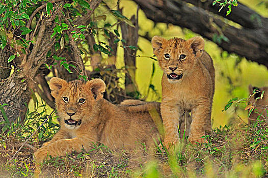 狮子,幼兽,马赛马拉国家保护区,肯尼亚,非洲