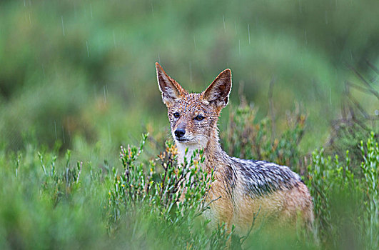 黑背狐狼,黑背豺,雨,下雨,季节,绿色,环境,卡拉哈里沙漠,卡拉哈迪大羚羊国家公园,南非,非洲