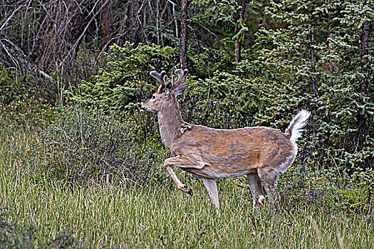 白尾鹿,公鹿,尾部,信号,碧玉国家公园,艾伯塔省,鹿角,冬季外套
