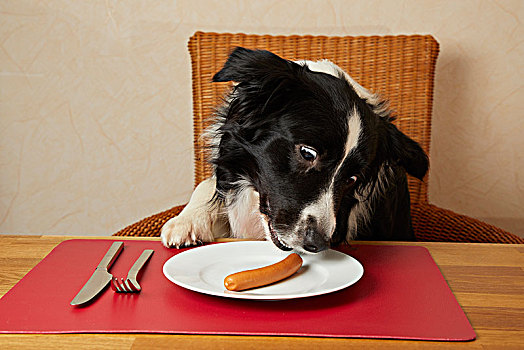 博德牧羊犬,坐,桌子,吃,香肠,盘子