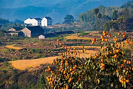 稻田,稻子,山村