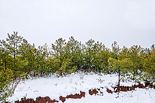 冬季的云南东川红土地雪原