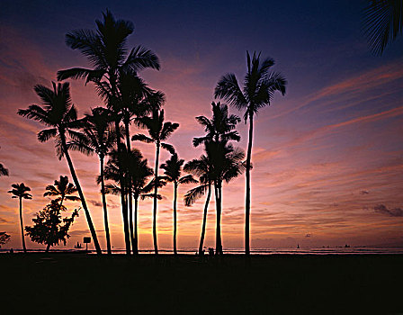 棕榈树,瓦胡岛,怀基基海滩,钻石海岬,夏威夷,美国