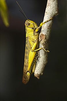 蝗虫,蝗科,西部,加里曼丹,婆罗洲,印度尼西亚