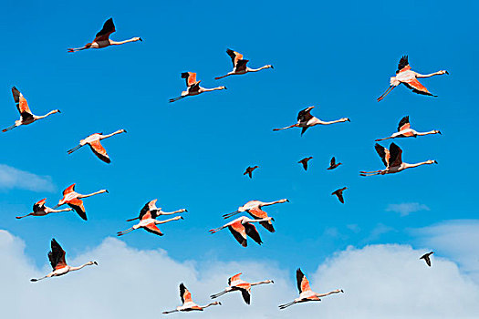 成群,飞,智利红鹤,托雷德裴恩国家公园,巴塔哥尼亚,智利,南美