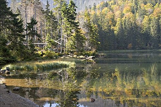 湖,巴伐利亚森林国家公园,德国