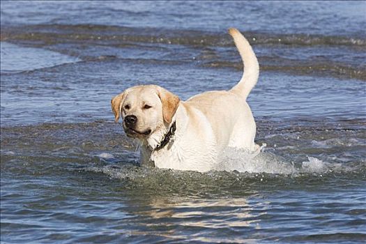 黄色拉布拉多犬,游泳,波罗的海,胜地,梅克伦堡前波莫瑞州,德国,欧洲