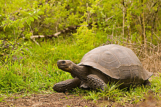 厄瓜多尔,圣克鲁斯岛,加拉帕戈斯群岛,国家公园,巨龟,象龟属,龟,自然保护区