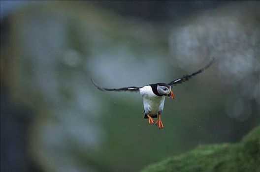大西洋角嘴海雀,北极,飞,生物群,岛屿,设得兰群岛,英国