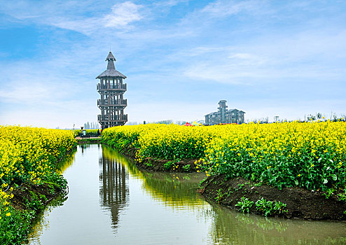 江苏省泰州市兴化市千垛景区垛田上的油菜花