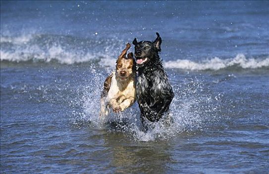 杂交,狗,海滩,跑,水