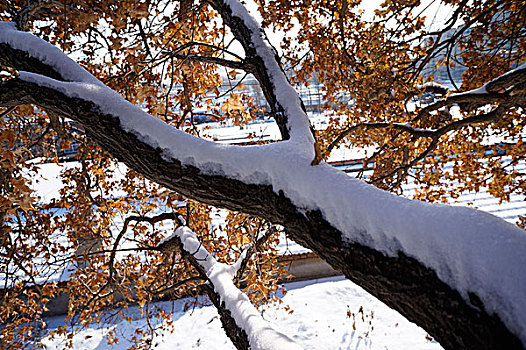 雪景,庙宇,雪,除雪