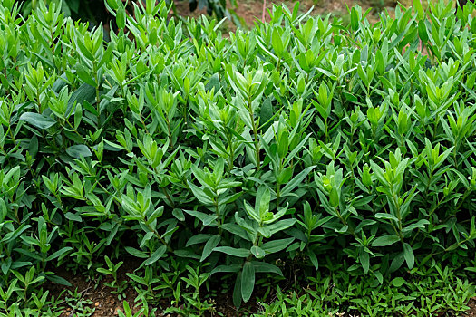 备受胶东人喜爱的珍馐野菜山苜楂